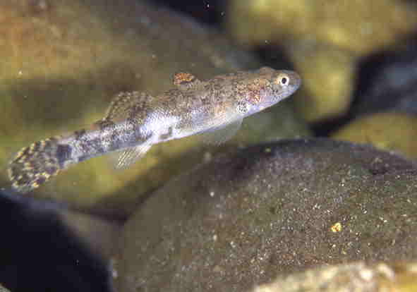 �X�~�E�L�S��