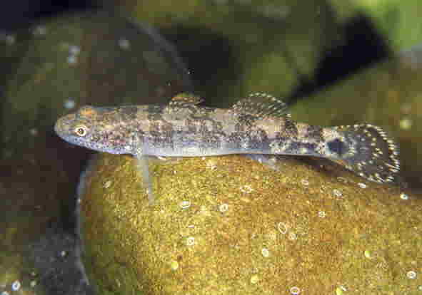 �X�~�E�L�S��