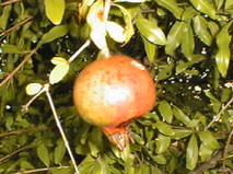UN
