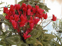VN