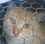 �`���g������