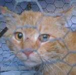 �`���g������