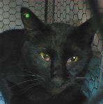 �`���g������