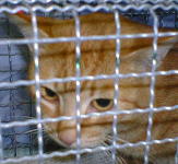 �`���g����