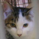 �|�R���V�X�^�[