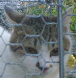 �|�R���V�X�^�[