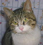 �`���b�s�C