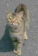 �܂��������}�}�i���X�j