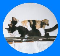 �m���̔w���Ƀ~�C�o�悹�ā`��