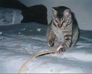 �E�k�k�k�k�E�E