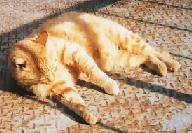 �S���S���A�ЂȂ��ڂ�����D��