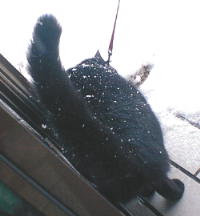 �Ȃ񂩃`�x�^�C���̂��E�E�E