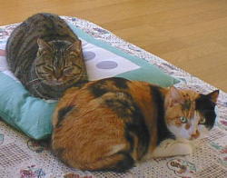 �����̋��Ȃ̂�