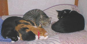 �ѕz�̏�ŔL�W��H