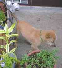 �ǂ��������V�N��