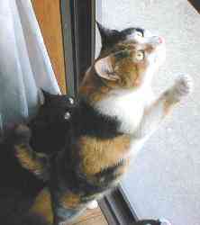 �܂����Ȃ�����