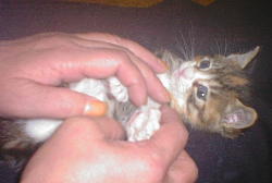 �Ȃɂ���ł��ォ�H