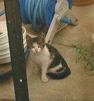 車庫に現れた子猫