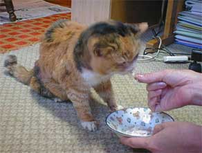 ���������ˁ�