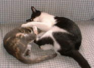 �����`�I��������̃o�J�`�I