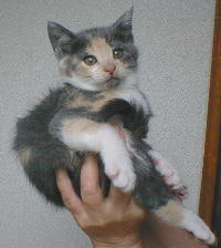 ��낵���ł���