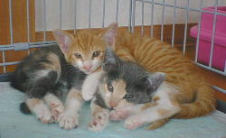 ���ǂ��o���ł���