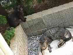 �����͈��S�ɂ�̂�(=^^=)