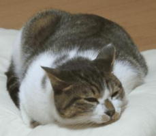 ���������ς��ł��ィ