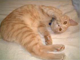 ���낲��ɂ�`��