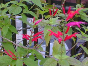 �p�C�i�b�v���Z�[�W