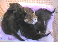 ����2�T�ԂȂ�