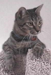 ����Ȃɗ��h�ɂȂ�܂���