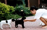 ティオマン島の小犬たち