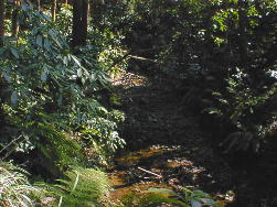 �́`��̏���̓T���T��������`��