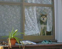 ���������ɂ���́H