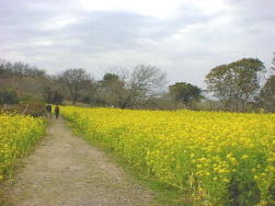 ��ʂ̍؂̉Ԕ���