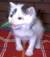 �����Ă΂��肢�܂���