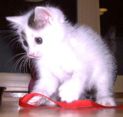 ���{���ŗV�ׂ�܂łɉ�