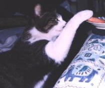 �������������ɂ�`