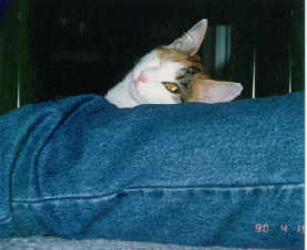 �ӂӂ�� ���Ƃ�����̑��̊Ԃ��ăT�C�R�[