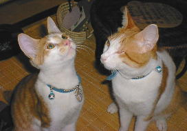 ���̊ԐڑҌW�E�^�N���ƃV���C�`