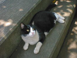 ���ݏ��e�̎�