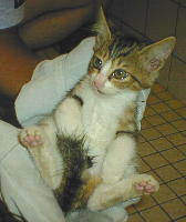 ���ׂł��߂߂��E�����Ȃ�