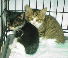 ������҂肱�킪��ł���