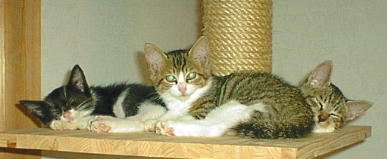 �^���[�����ď�������