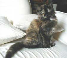 ���e�����W�ʐ^