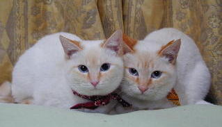 �o���_�i���Ă��������