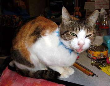 �킽�����g�J�Ł[����