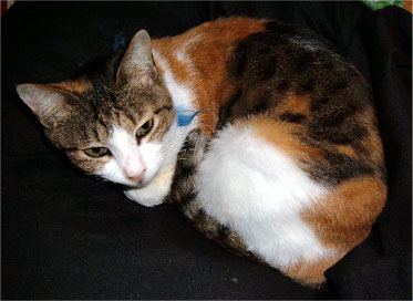 �g�J�Q�Ɏ��Ă���āH�H