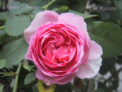 ���W�I�^�C���ł��A�H�͐[���F����